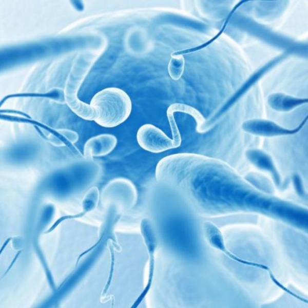 Бесплодие при варикоцеле: причины, лечение и можно ли забеременеть